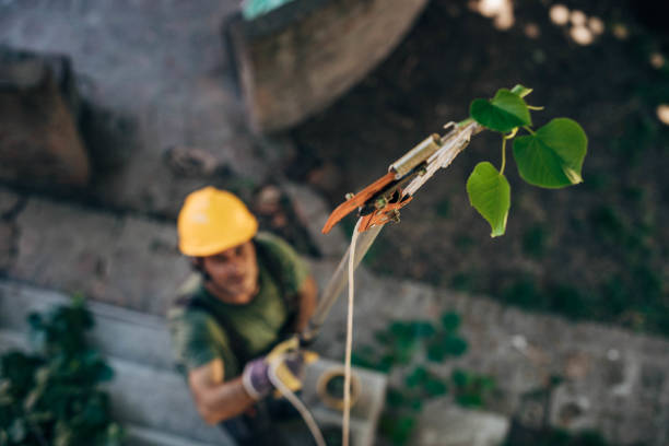 Tree Branch Trimming in Oreland, PA